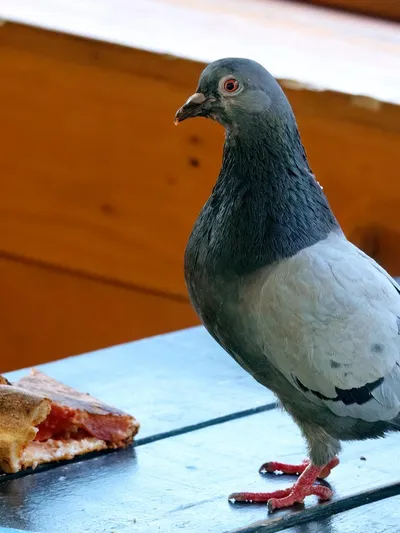 Pigeon