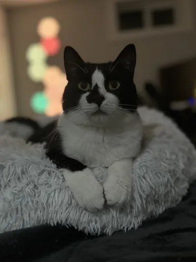 Alex's pet