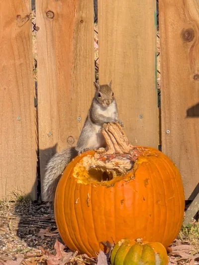 Squirrel