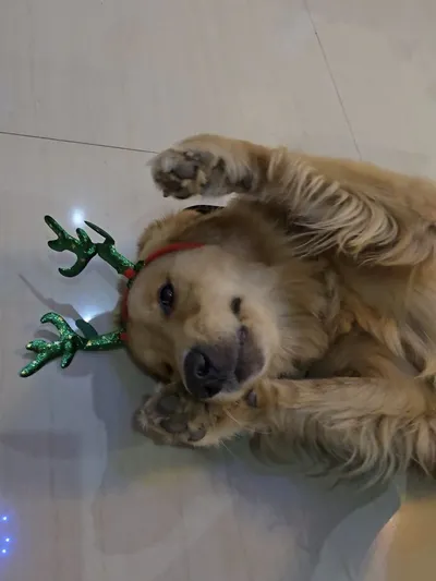 Charles's pet