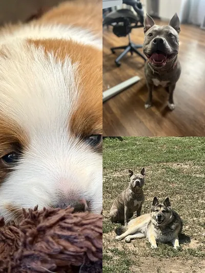 Chris's pet