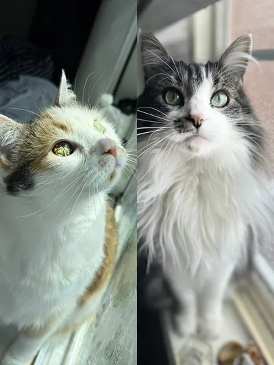 Moocow & Pancake