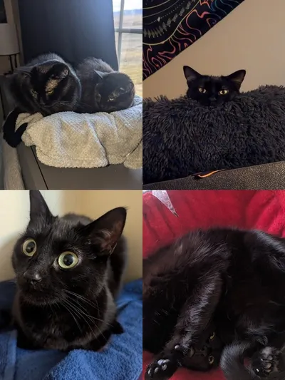 Raven & Salem
